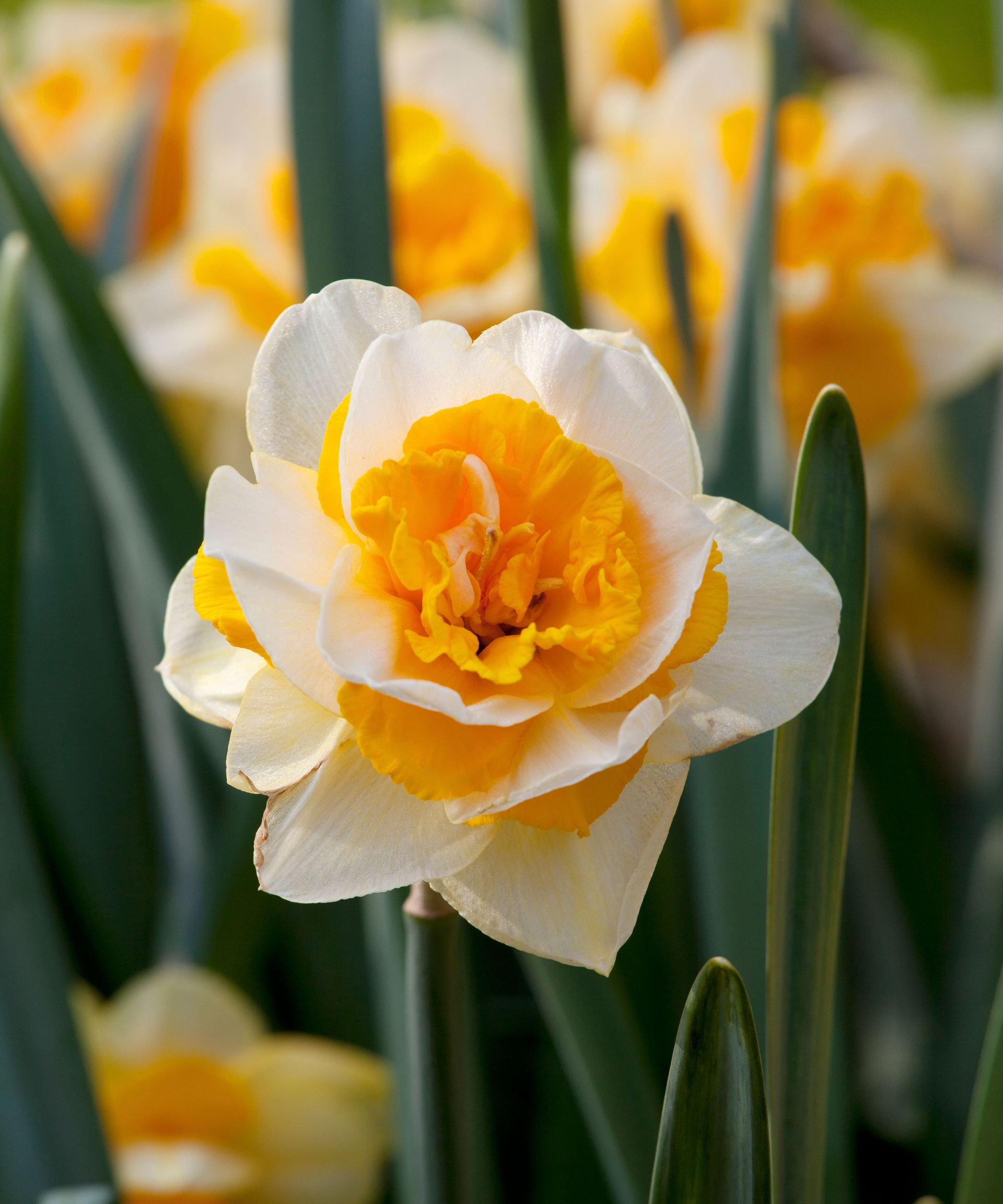 How to plant daffodil bulbs when, where and how to plant daffodils