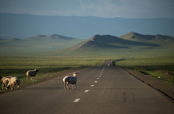 Faroe Island residents have fitted local sheep with cameras to take 360 footage of the islands. 