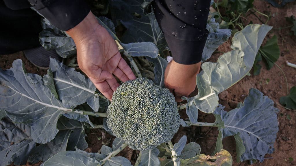 A person picks broccoli. 