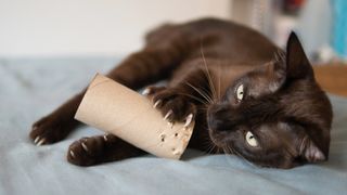 Cat playing with toilet roll