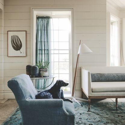 dog on blue sofa in white room