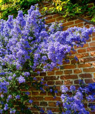 Ceanothus planted against a brick wall