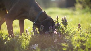 Dog sniffing grass