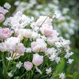 close up of pink-tinged tulips and white narcissus