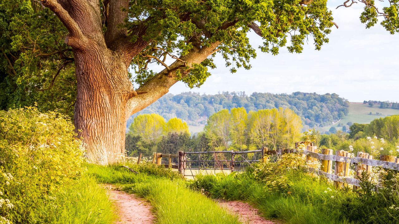 Bikes in English countryside