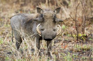 Warthog