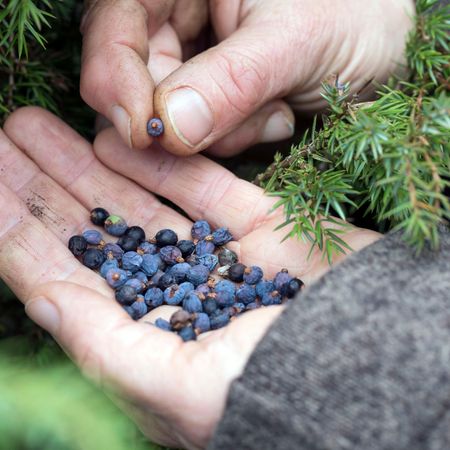 juniper berries being hand-picked