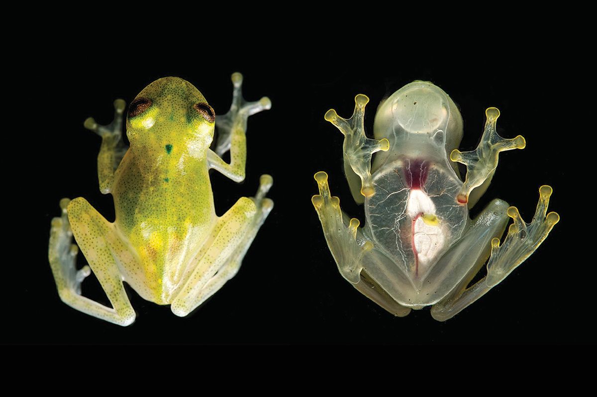 You Can See the Living Heart of This 'Glass Frog' | Live Science