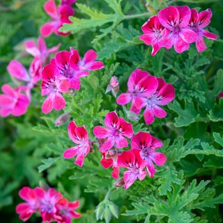 A large green geranium bush with lots of pink flowers on it, and black specks on the leaves of the flowers