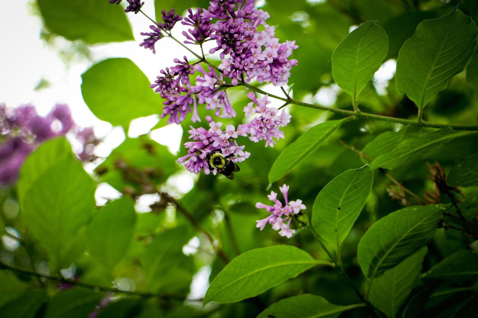 Rooting Lilac Cuttings Taking Cuttings Of Lilac Bushes Gardening
