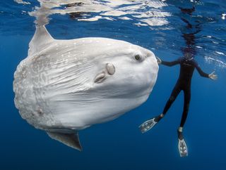 The new "largest bony fish" (<em>Mola alexandrine</em>) was originally misidentified as a <em>Mola mola</em> sunfish, which is shown in this image with diver Daniel Botelho in San Diego, California. 