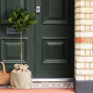 Bay tree in bag on front doorstep