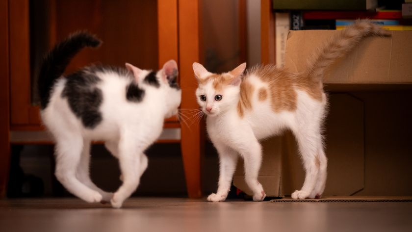 Two kittens with their backs arched and tails puffed up