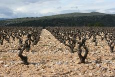 Bushvine Grenache, Roussillon