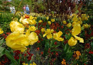 Tulips and wallflowers in bloom at the Pashley Manor Tulip Festival.