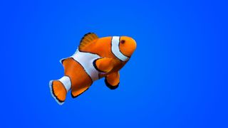 a clown fish, orange with white stripes