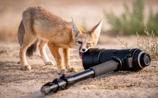 A young rare desert kit fox explores a camera lens by biting on its, curious about the object and what it is made of