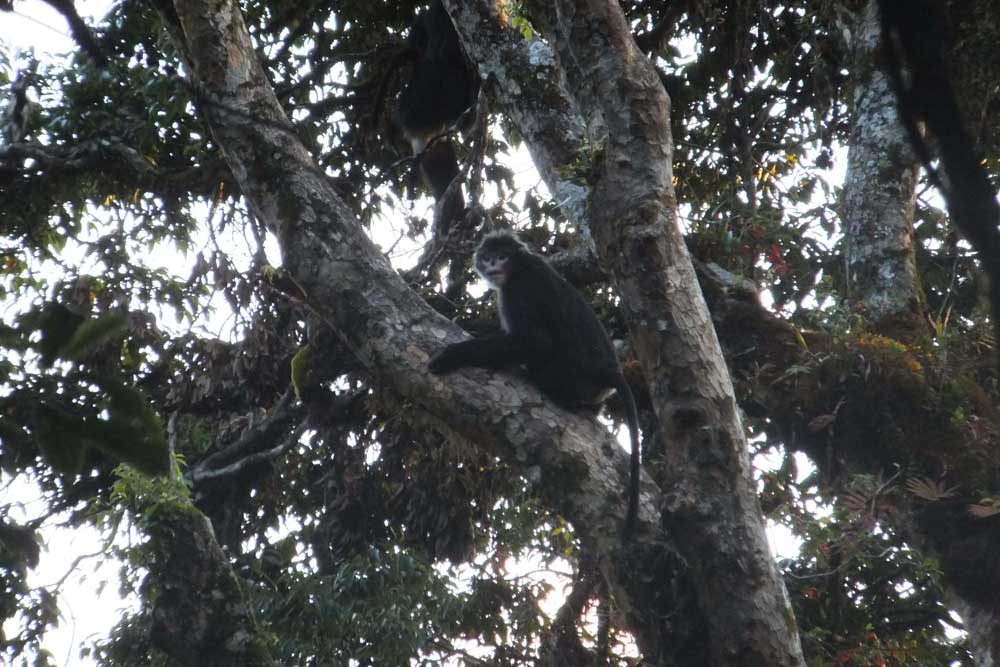 Elusive Sneezing Monkey