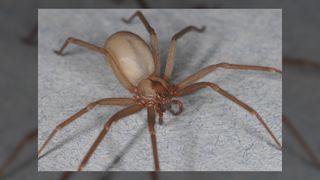 A close-up photo of a brown recluse on a gray background