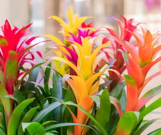 Colorful bromeliads