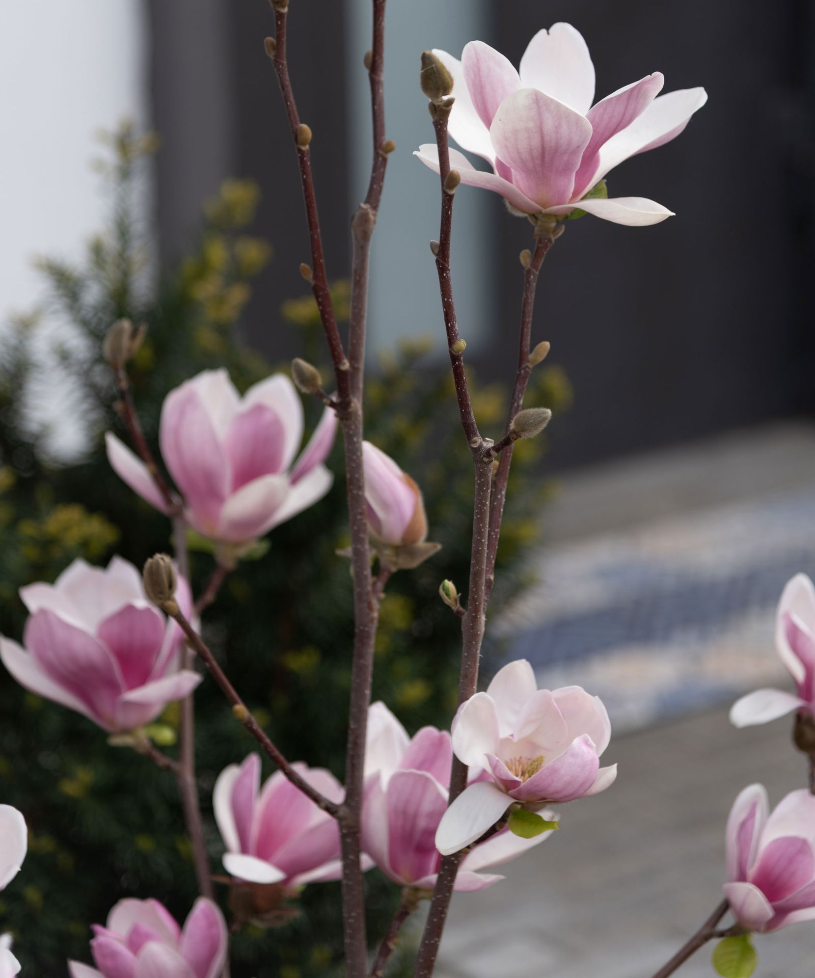 Best magnolia trees 8 types to add to your yard Homes & Gardens