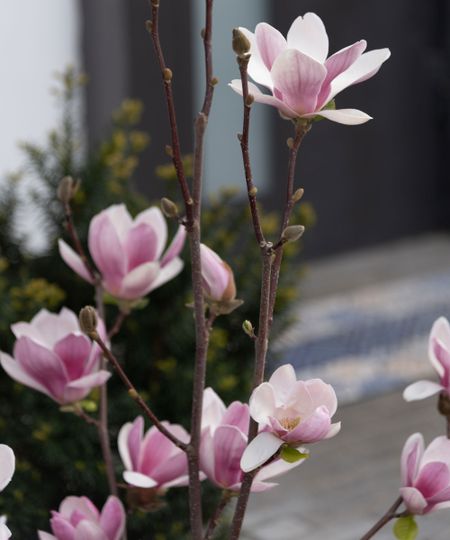 magnolia tree 
