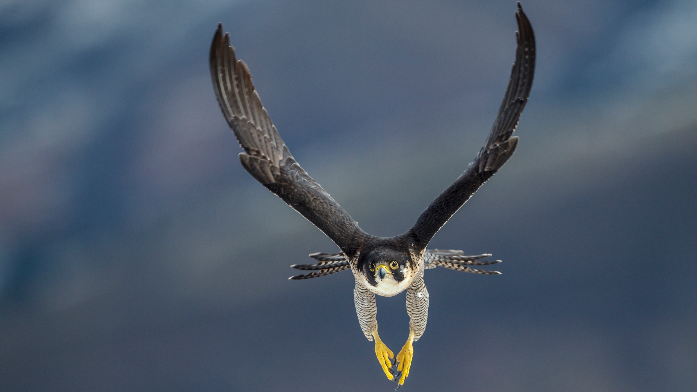 A peregrine falcon on the Cantabrian coast of Spain hunts for prey.