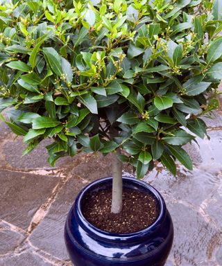 Lollipop shape bay tree in a blue container