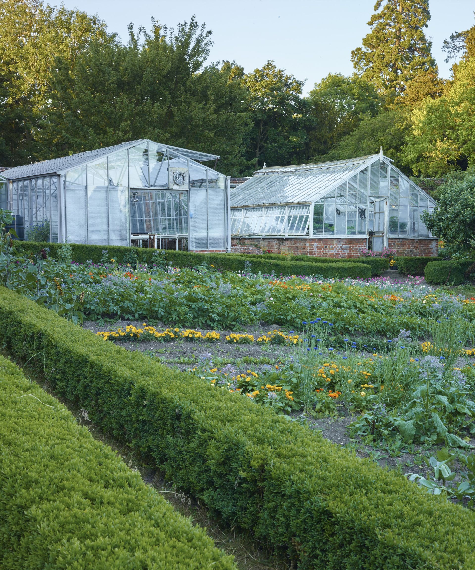 Long hedges leading to a greenhouse