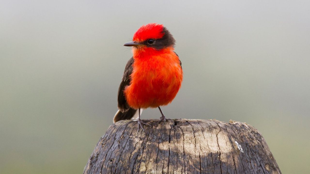 Vermilion flycatcher bird in the Galapagos Islands, Ecuador 