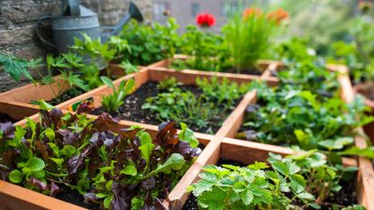 vegetables growing with square foot gardening method