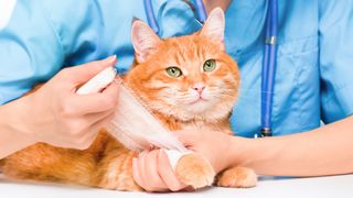 Ginger cat getting paw bandaged by vet