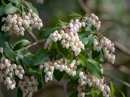 Japanese Andromeda Bushes