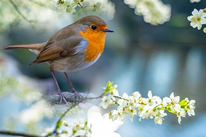 Monty Don's bird feeding tips revealed – the best food to give them ...