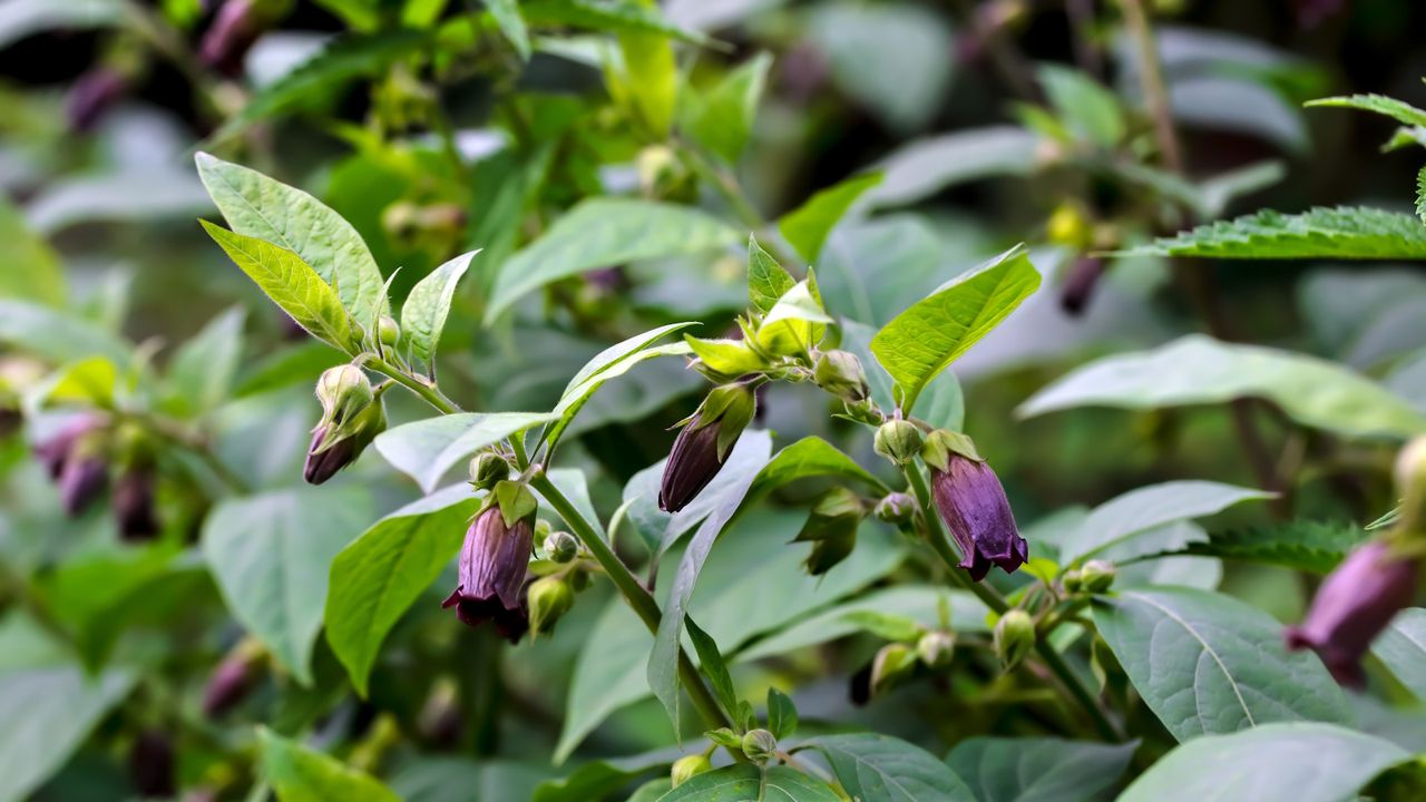 Deadly nightshade in bloom in a sunny garden border, with poisonous purple flowers