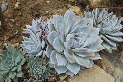 Dudleya Succulent Plants