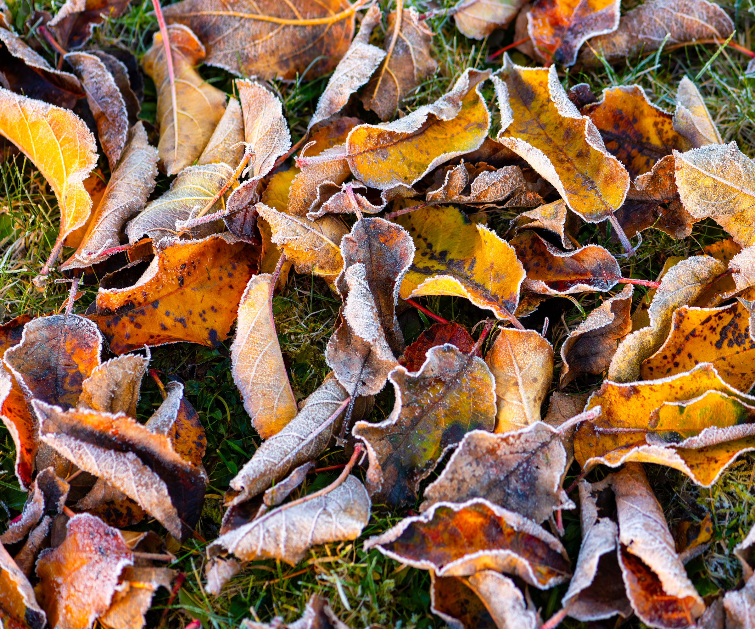 crunchy leaves with ice on garden grass