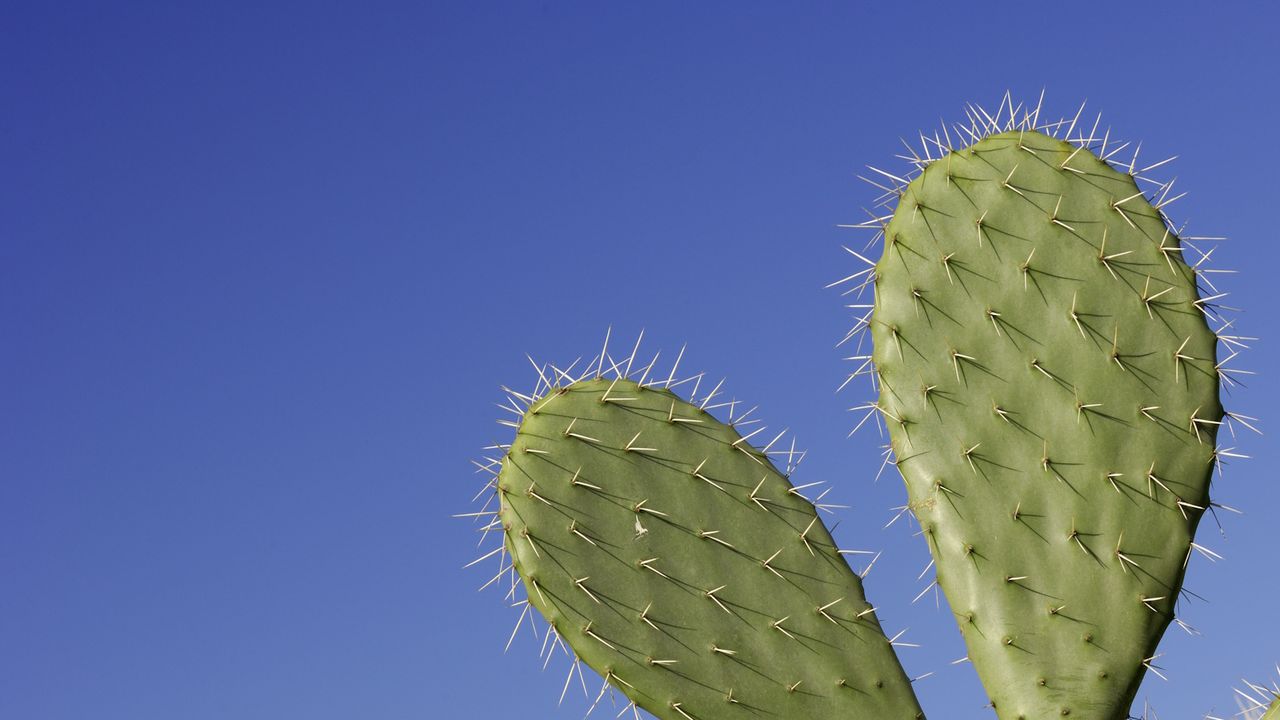 Prickly pear cactus in a sunny garden with blue sky behind