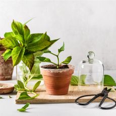 The setup for rooting hydrangea cuttings