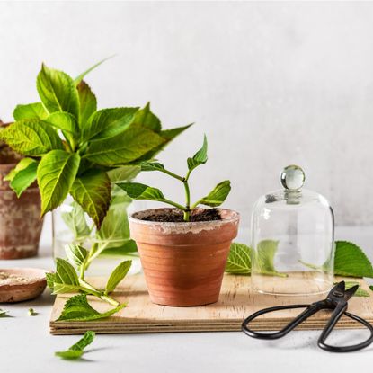 The setup for rooting hydrangea cuttings