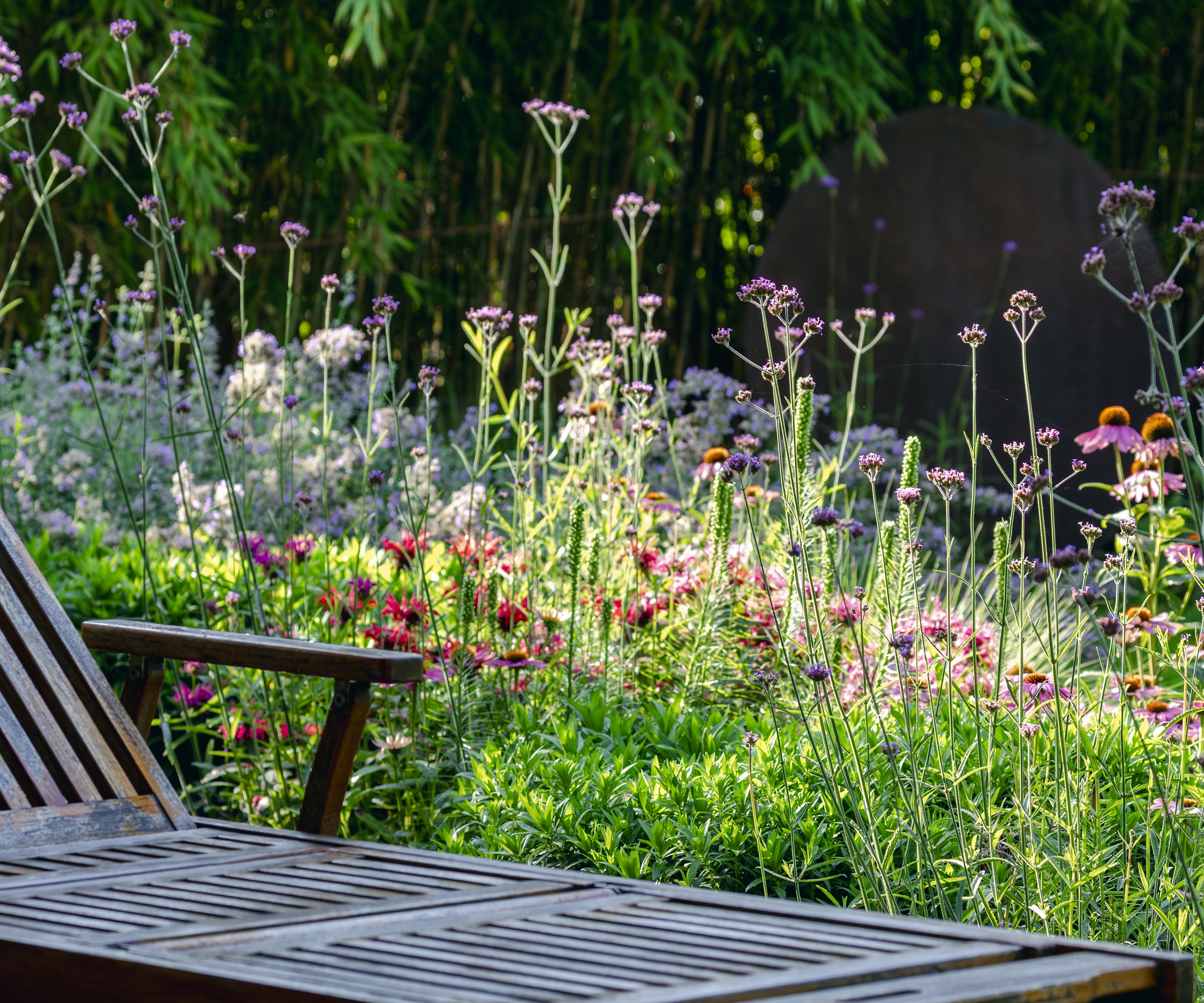 verbena bonariensis