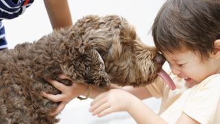 Young boy getting his face licked by a playful dog.
