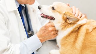 Corgi at vet