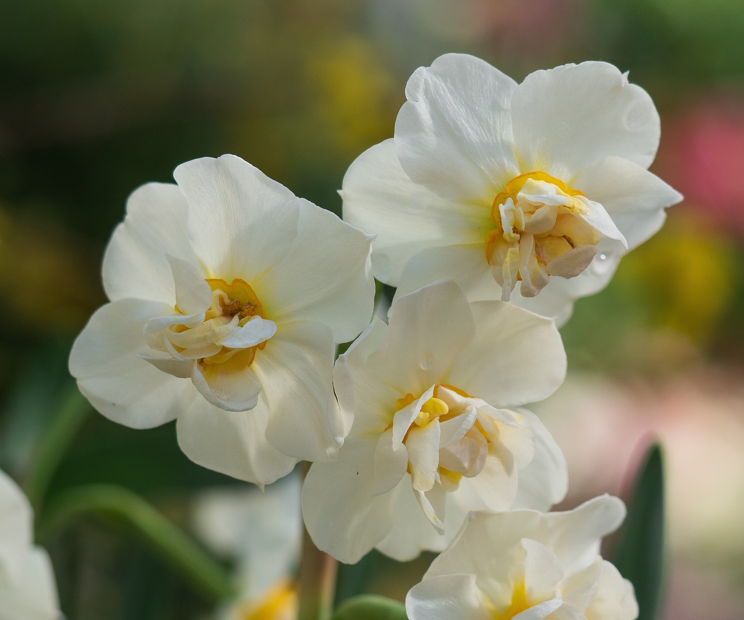 White petals of narcissi 'Cheerfulness', blooming in a spring garden