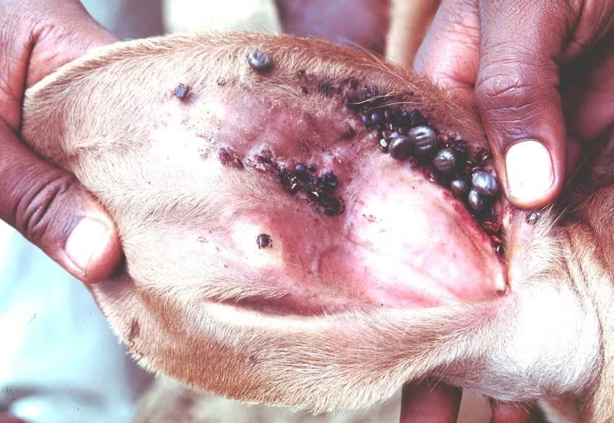 a close-up of engorged ticks feeding on the inside of a dog's ear
