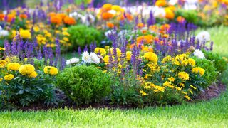 A flower bed filled with flowers