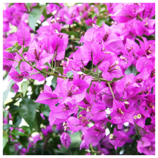 A close-up of a bougainvillea plant