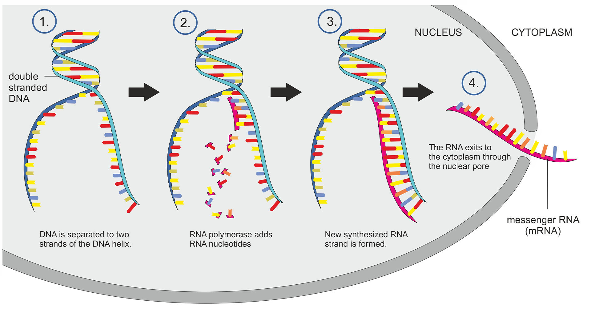 illustration showing the four steps involved in unzipping a strand of DNA, reading a gene, making RNA, and sending that RNA out into the cell