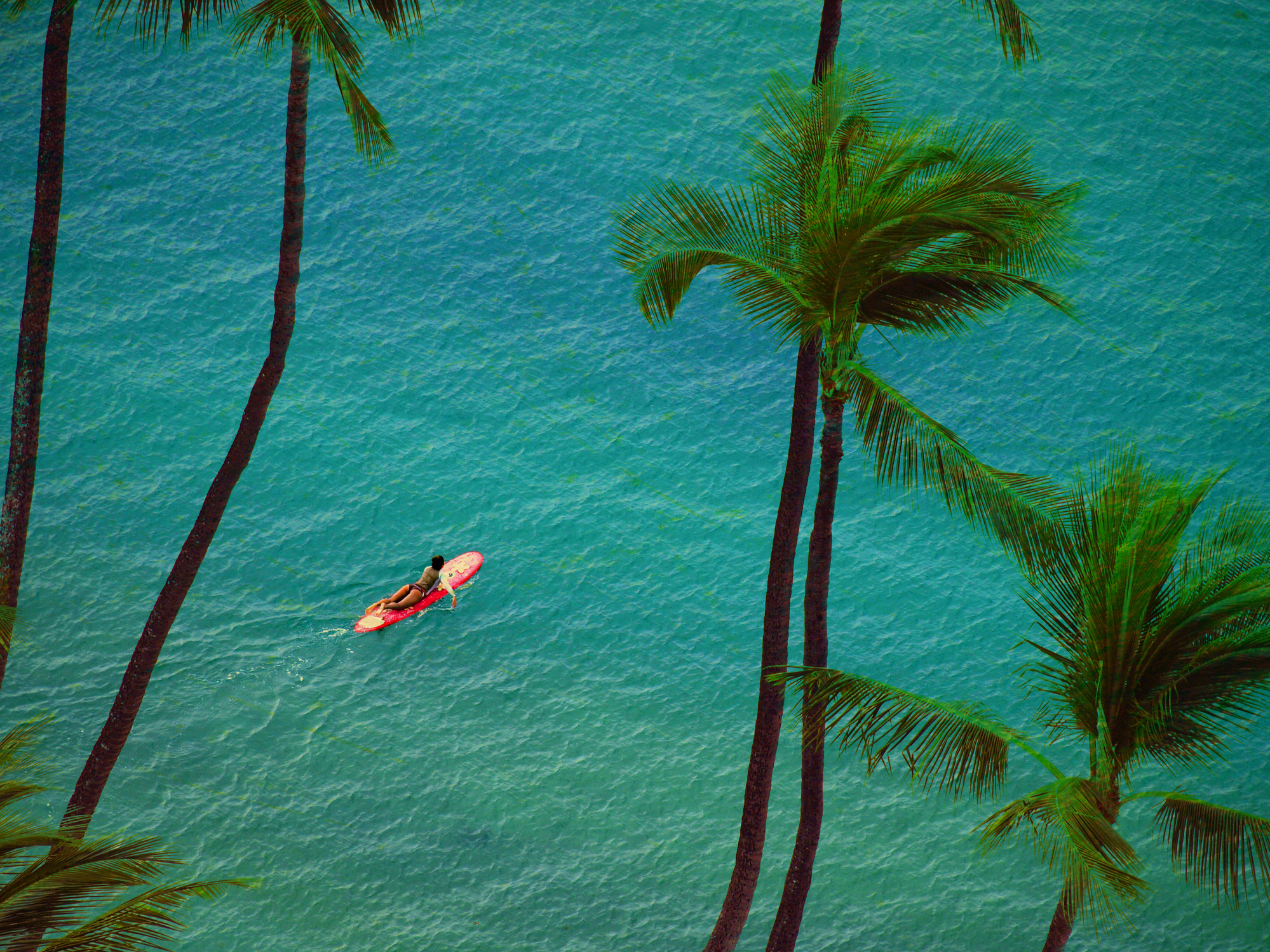 Composite of two photos: Surfer girl paddling out to sea, and palm trees on Waikiki Beach.