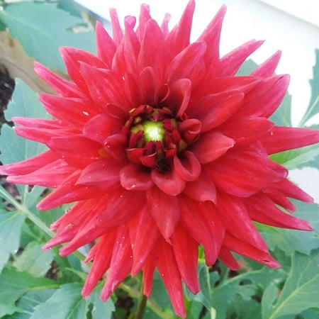Red Pygmy Border Dahlia Flower Bulbs - 3 Tubers Per Pack - Deer Resistant - Good as Cut Flowers - Grows Well in Containers - Easy to Grow Live Plants - Outdoor Garden